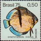 Дискус (Symphysodon discus)