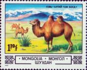 Верблюды в пустыне Гоби