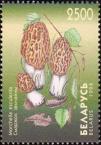 Сморчок съедобный (Morchella esculenta)