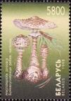Гриб-зонтик пёстрый (Macrolepiota procera)