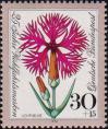 Гвоздика пышная (Dianthus superbus)