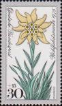 Эдельвейс альпийский (Leontopodium alpinum)