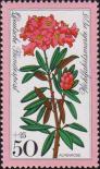 Рододендрон альпийская роза (Rhododendron ferrugineum)
