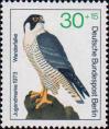 Сапсан (Falco peregrinus)