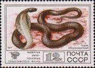 Среднеазиатская кобра 