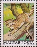 Лесной кот (Felis silvestris)