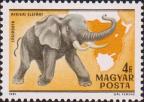 Африканский слон (Loxodonta africana)