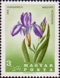 Ирис венгерский (Iris hungarica)