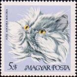 Голубая ангорская кошка