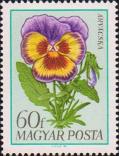 Фиалка анютины глазки (Viola wittrockiana)