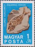 Окаменелая рыба (венгерская сельдь). Бассейн Карпат, 5 млн. лет. Ракош