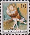 Зобастый голубь (Columba Gutturosa)