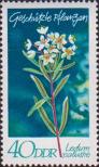 Багульник болотный (Ledum palustre)