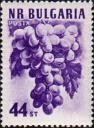 Виноград (Vitis vinifera)
