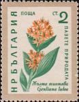 Горечавка желтая (Gentiana lutea)