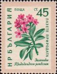 Рододендрон понтийский (Rhododendron ponticum)