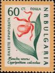 Настоящий венерин башмачок (Cypripedium calceolus)