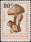 Гриб-зонтик пестрый (Macrolepiota procera)