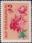 Роза (Rosa damascena)