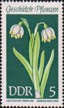 Белоцветник весенний (Leucojum vernum)