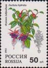 Фуксия гибридная (Fuchsia hybrida)