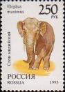 Индийский слон (Elephas maximus)