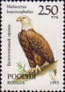 Орлан белоголовый (Haliaeetus leucocephalus)