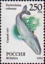 Серый кит (Eschrichtius robustus)