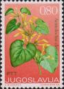Кирказон ломоносовидный (Aristolochia clematitis)
