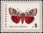 Ленточница большая красная (Catocala dilecta)