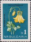 Водосбор золотистый (Aquilegia aurea)