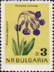 Первоцвет божественный (Primula deorum)