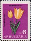 Тюльпан Урумова (Tulipa urumovi)