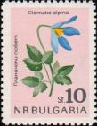 Ломонос альпийский (Clematis alpina)