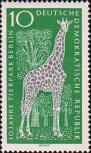 Ангольская жирафа (Giraffa camelopardalis angolensis)
