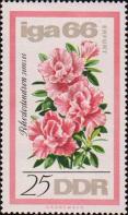 Рододендрон Симса (Rhododendron simsii)