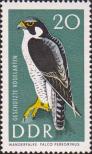 Сапсан (Falco peregrinus)