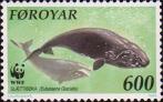 Гладкий кит (Eubalaena glacialis)