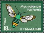 Macroglossum fuciformis (Языкан шмелевидный)