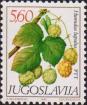 Хмель обыкновенный (Humulus lupulus)