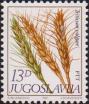Пшеница (Triticum aestivum)