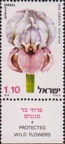 Ирис Лорте (Iris lortetii)