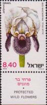 Ирис назаретский (Iris nazarena)