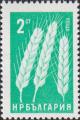 Пшеница (Triticum aestivum)