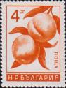 Персик (Persica vulgaris)