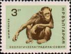 Обыкновенный шимпанзе (Pan troglodytes)