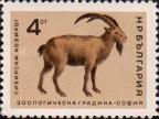 Сибирский горный козел (Capra ibex sibirica)