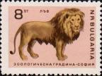 Лев (Panthera Leo)