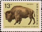 Бизон (Bison bison)