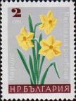 Нарцисс белый (Narcissus poeticus)